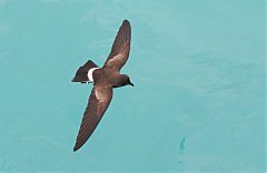 Elliot's Storm-Petrel